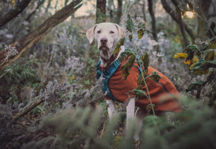 Kayla sitting patiently waiting in the woods for her mum and dad.